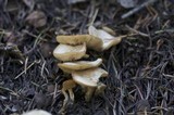 Clitocybe albirhiza image