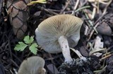 Clitocybe albirhiza image