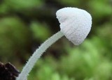 Mycena alphitophora image