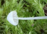 Mycena alphitophora image