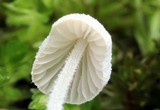 Mycena alphitophora image