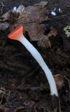 Sarcoscypha occidentalis image