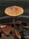 Psilocybe subaeruginosa image