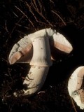 Agaricus moelleri image