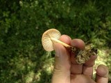 Marasmius oreades image