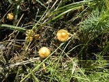 Marasmius oreades image