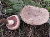 Agaricus cupreobrunneus image