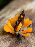 Dacryopinax spathularia image