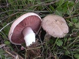 Agaricus cupreobrunneus image