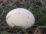 Lycoperdon pratense image