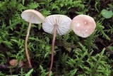 Mycetinis scorodonius image