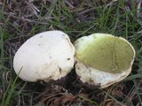 Lycoperdon pratense image