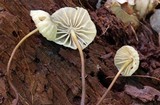 Marasmius haematocephalus image