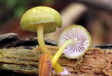 Chromosera cyanophylla image