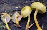 Chromosera cyanophylla image
