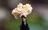 Xylaria cubensis image