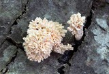 Xylaria cubensis image