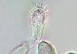 Mycena alphitophora image