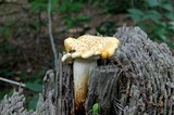 Neolentinus lepideus image