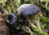Resupinatus applicatus image