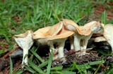 Clitocybe gibba image