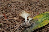 Clitocybe gibba image