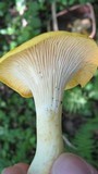 Cantharellus phasmatis image