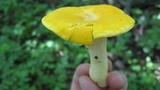 Cantharellus phasmatis image