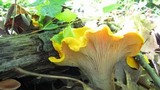 Cantharellus phasmatis image