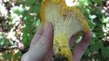 Cantharellus phasmatis image