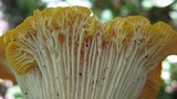 Cantharellus phasmatis image