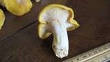 Cantharellus phasmatis image
