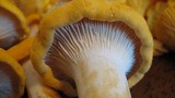 Cantharellus phasmatis image