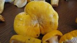 Cantharellus phasmatis image
