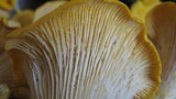 Cantharellus phasmatis image