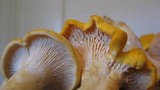 Cantharellus phasmatis image