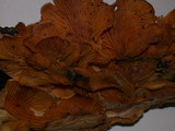 Tapinella panuoides image