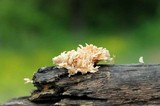 Xylaria cubensis image