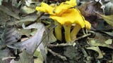 Cantharellus flavus image