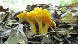 Cantharellus flavus image