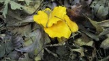 Cantharellus flavus image