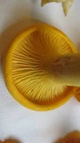 Cantharellus flavus image