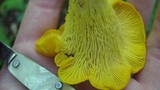 Cantharellus flavus image