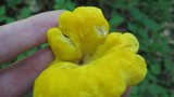 Cantharellus flavus image