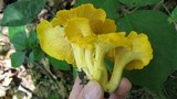 Cantharellus flavus image