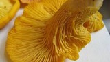 Cantharellus flavus image