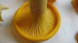 Cantharellus flavus image