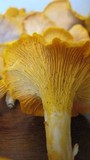 Cantharellus flavus image