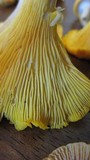 Cantharellus flavus image