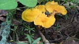 Cantharellus spectaculus image